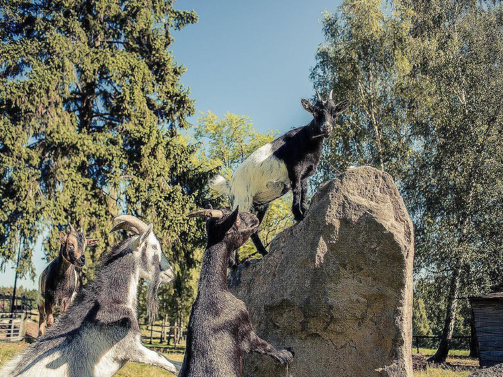 Pension Dymník Rumburk Exteriér fotografie